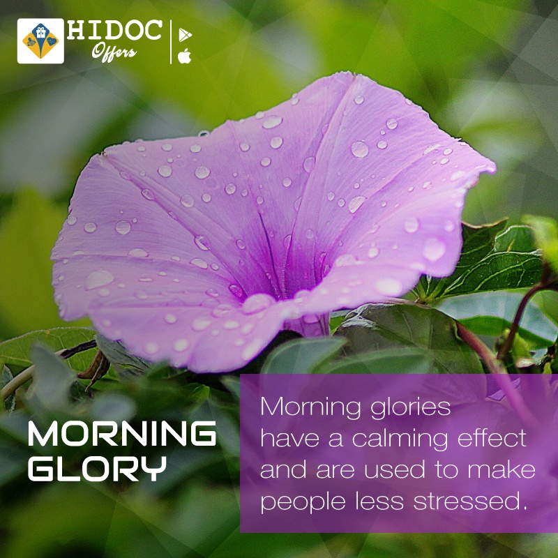 Health Tip - Morning glories have a calming effect and are used to make people less stressed
